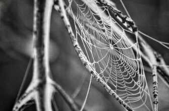 cobweb, spider web, web