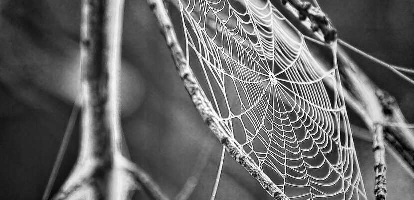 cobweb, spider web, web